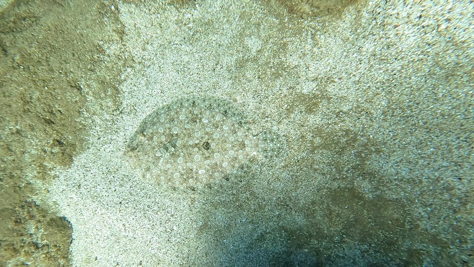 A close-up underwater image showing a small, round sea urchin covered in numerous tiny, white, spiny tubes, nestled among coarse sand and scattered pebbles on the ocean floor. The surrounding sediment