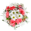 Bright and buoyant, this bouquet pays tribute to Plumstead's lively spirit, capturing a moment of springtime vitality in every blossom. Central white daisies beam optimism and innocence, their petals flawless around zesty green centers, perfectly complemented by the lavish ruffles of coral-pink carnations. Sprays of gentle gypsophila glide throughout, imparting a light, whimsical air reminiscent of Plumstead's breezy parks and open greens. Subtle alstroemeria buds tinted soft pink and purple emerge discreetly from between the blooms, adding hidden depth and refinement to the overall design. Encircling everything, eucalyptus and varied greenery form an understated, soothing frame-balancing the brightness with their silver and deep green hues. Each stem is arranged with intuitive care, ensuring a full, rounded silhouette and a sense of elegant harmony. Imagine this arrangement gracing a Plumstead breakfast nook near Griffin Manor Way or brightening a friend's new home by Plumstead Gardens-its uplifting colours and textures perfectly suited to expressing gratitude, marking a special day, or simply sharing a burst of local floral splendour.